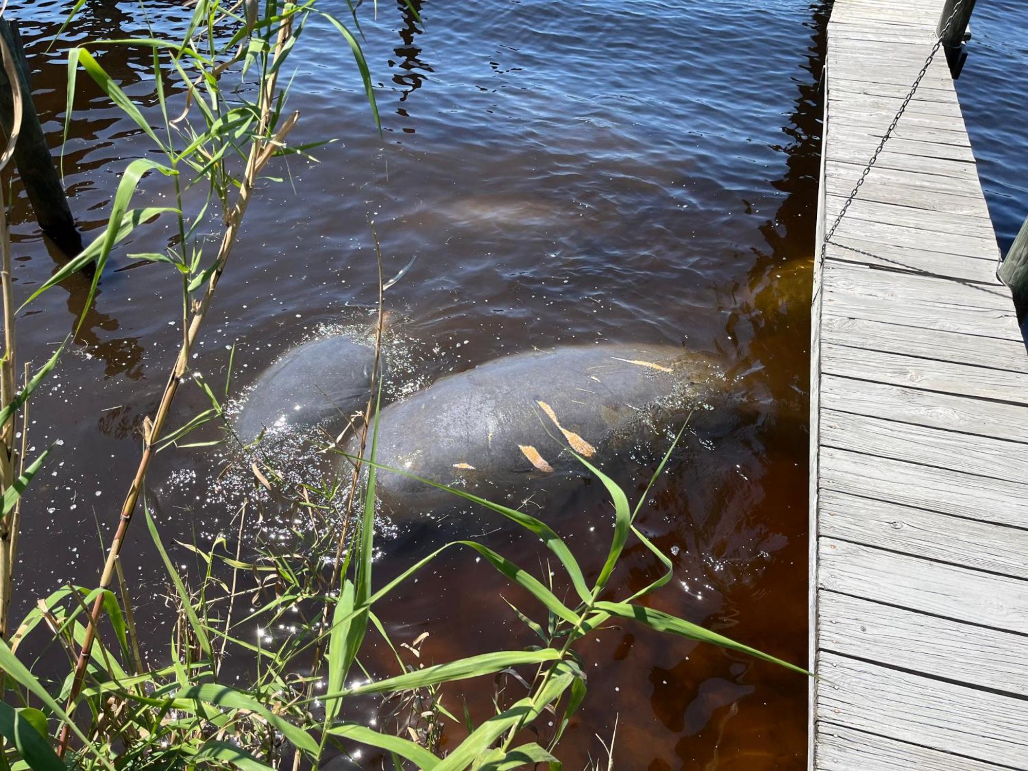 Stegbone'S Fish Camp And Resort Satsuma Eksteriør billede
